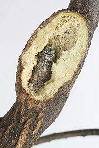 Ethonion leai, PL3938B, non-emerged adult, in Dillwynia hispida (PJL 3199) stem gall, SE, 7.1 × 2.8 mm